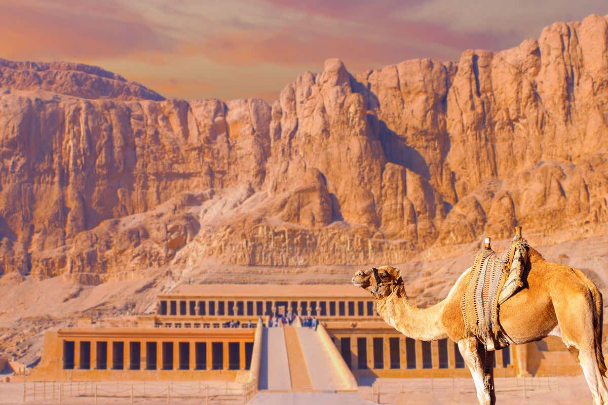 A camel outside the Hatshepsut funerary temple, in Egypt.behind you can see a tall mountain that has been caved into