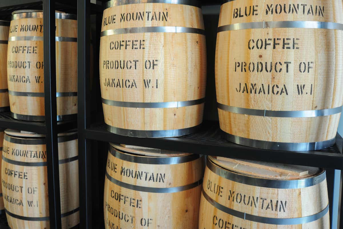 Barriles de Blue Mountain, donde se almacena uno de los mejores cafés del mundo. 