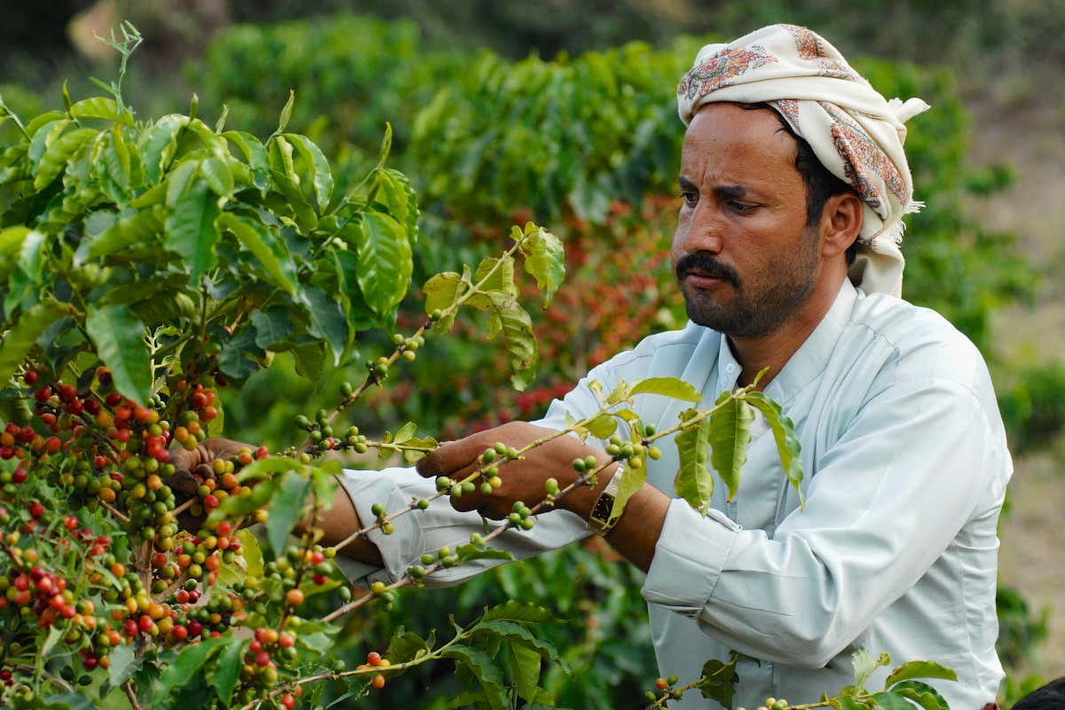 Recogida de granos de café en Yemen. 