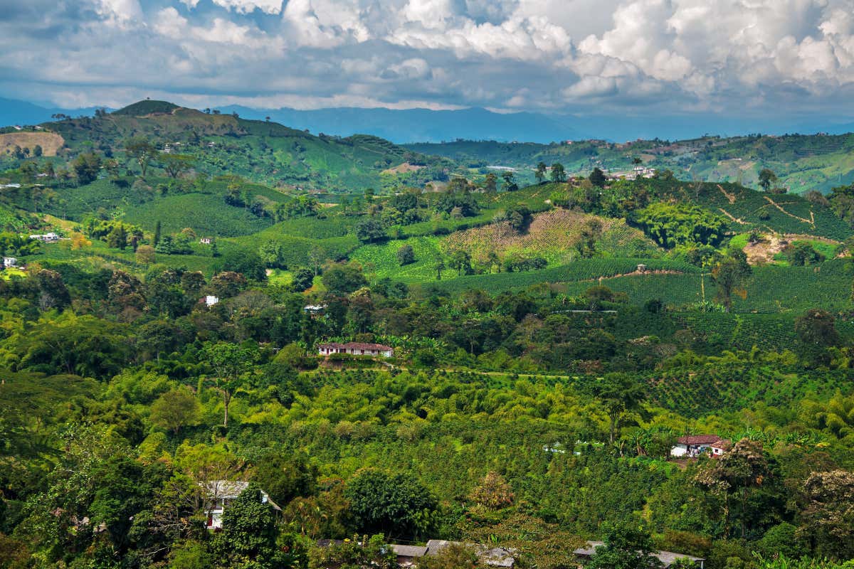 Cafetales de lo Colombia, donde se cultiva uno de los mejores cafés del mundo. 