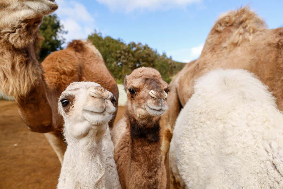 Dos camellos mirando directamente a cámara frente a un cielo despejado en Tenerife.