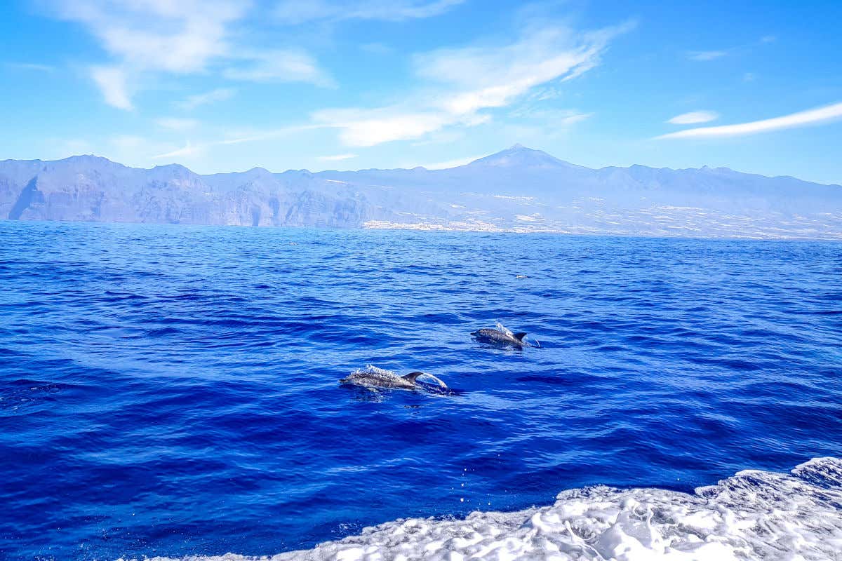 Un pareja de delfines nada a mar abierto frente a las costas de Tenerife con la visión del Teide al fondo.