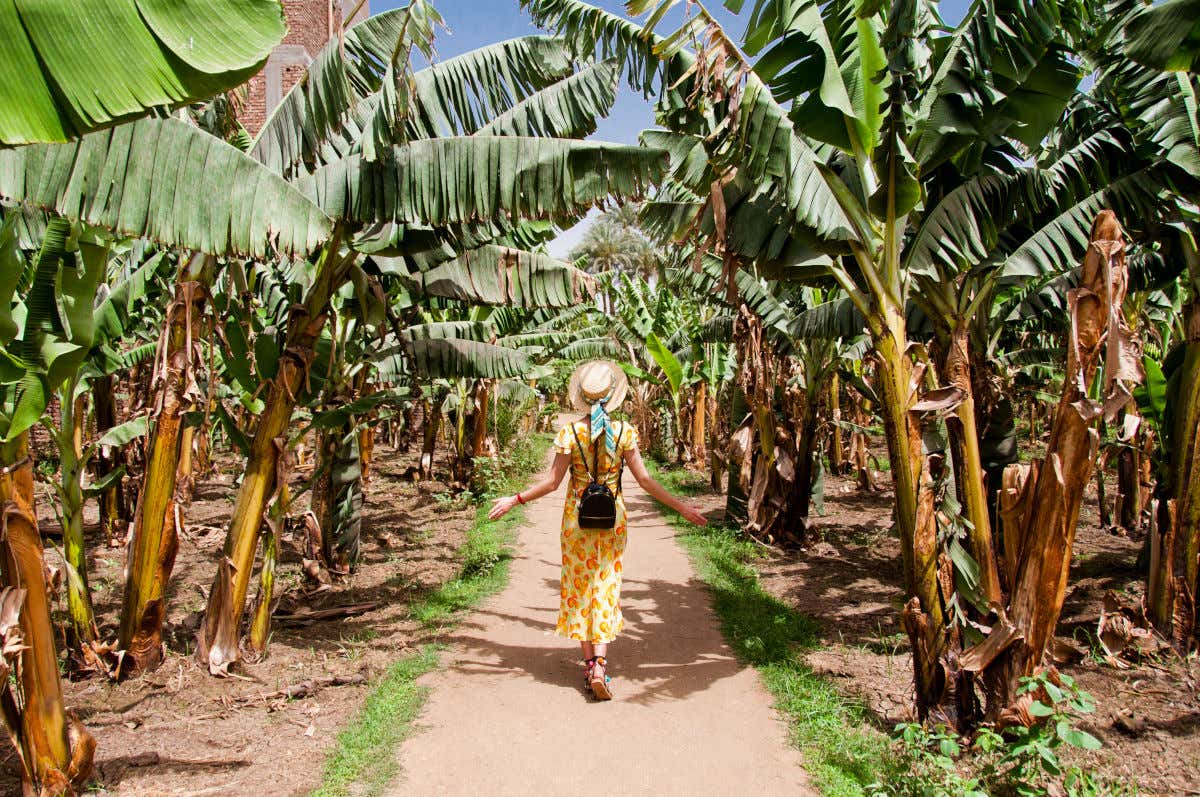 Una mujer con un vestido y una mochila anda de espaldas a la cámara por un sendero en mitad de una plantación de plataneras en Tenerife.