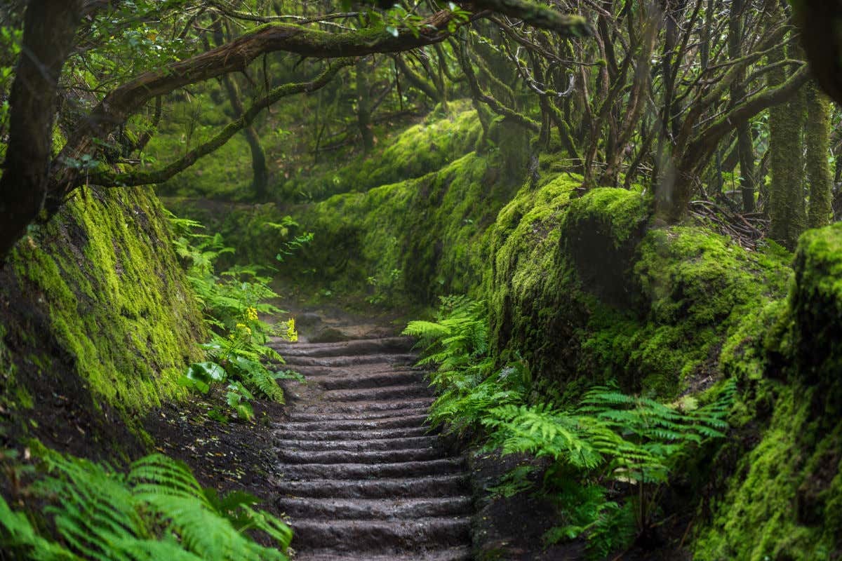 Escaleras realizadas con troncos de árboles marcando un sendero repleto de vegetación verde de muscos y helechos en el Parque Rural de Anaga, en Tenerife.