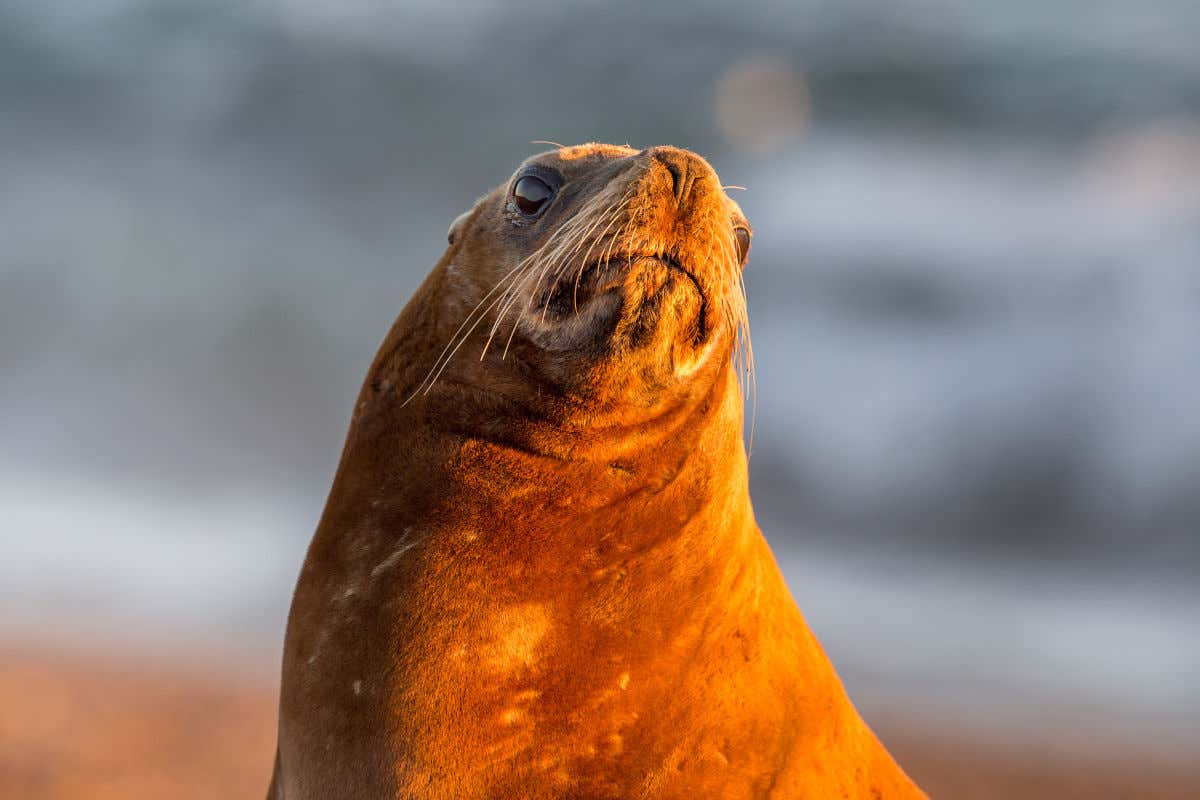 Um leão-marinho na península de Valdés, bem perto da cidade argentina de Puerto Madryn