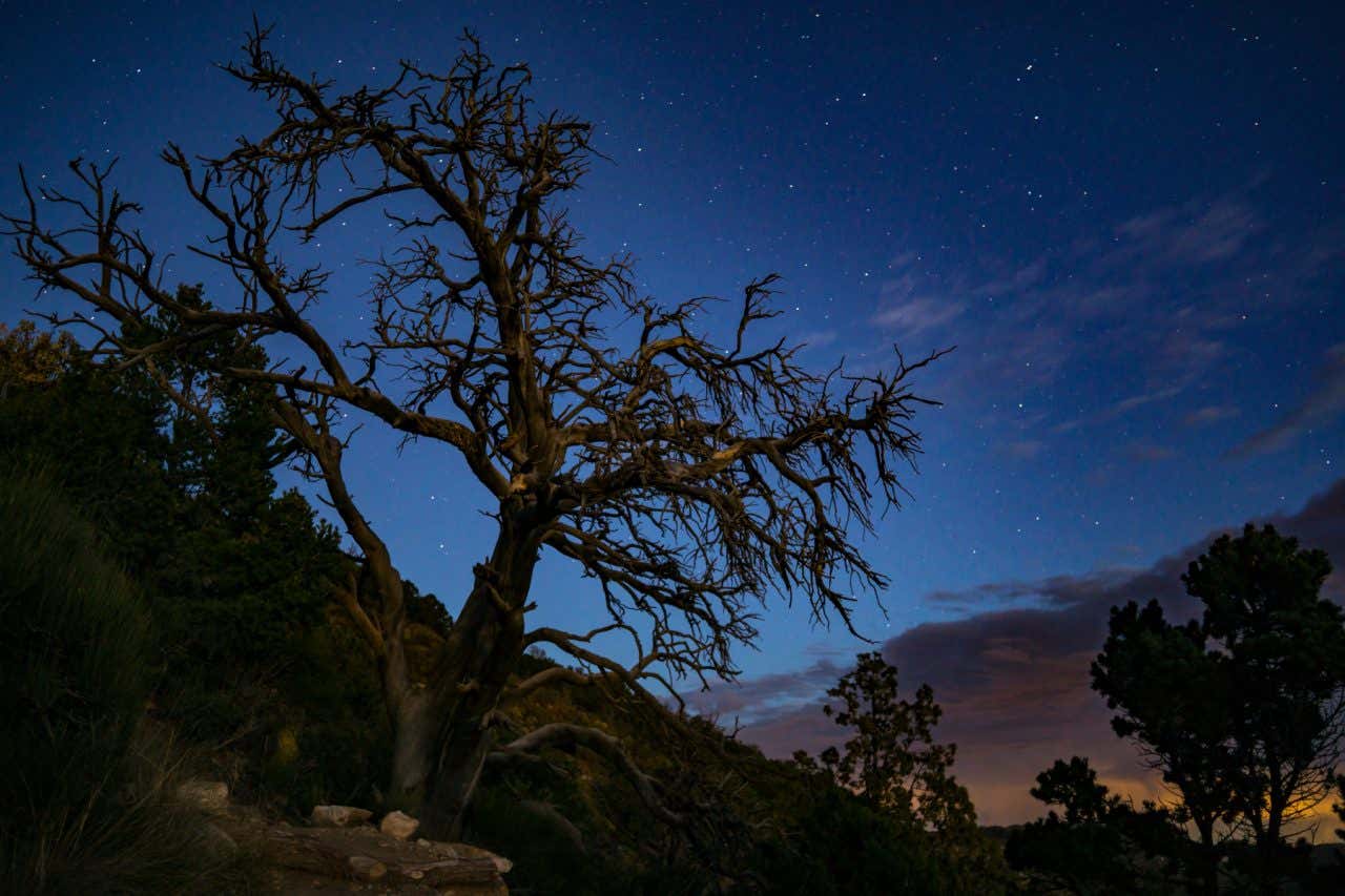 Foto nocturna de las estrellas en el Parque Nacional de San Pedro Mártir, uno de los mejores lugares donde ver las estrellas en México