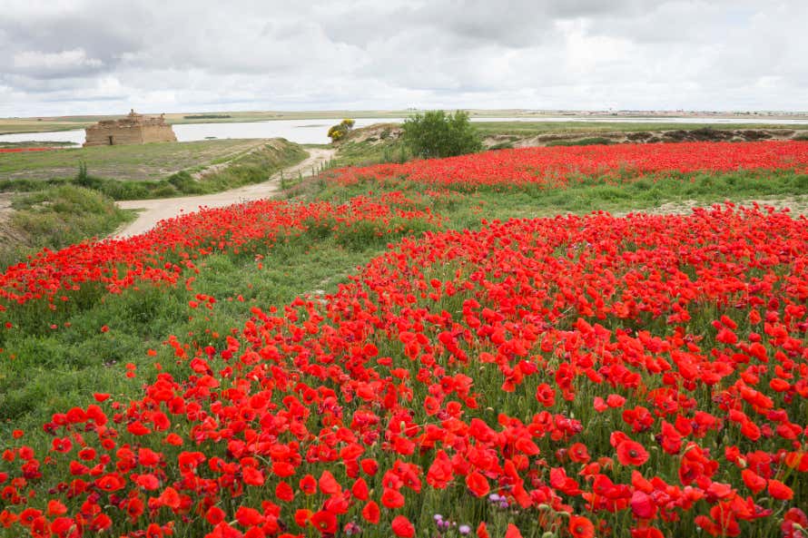 Campos de amapolas en Zamora