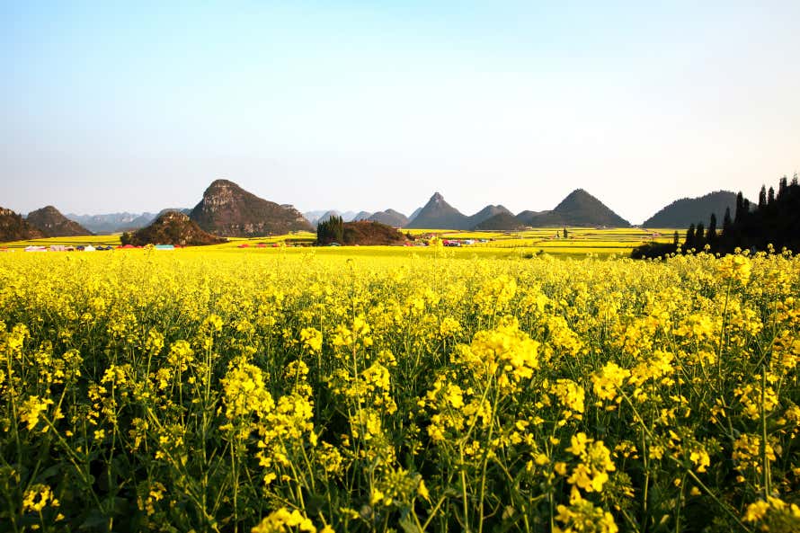 Campos de canola, flo de um amarelo intenso, na China, com colinas ao fundo