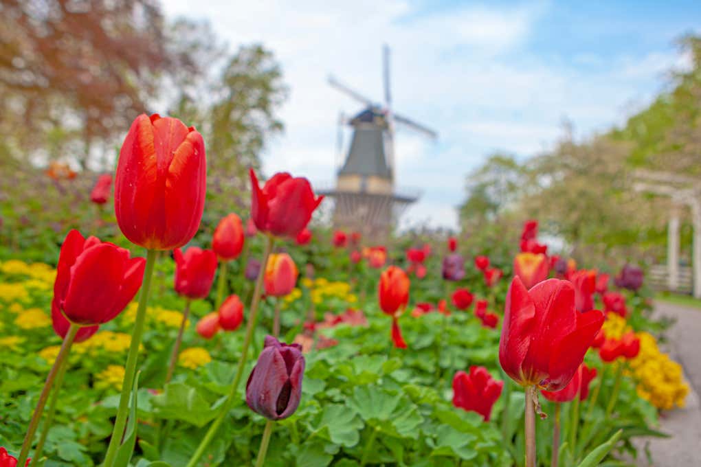 Los campos de flores más espectaculares del mundo