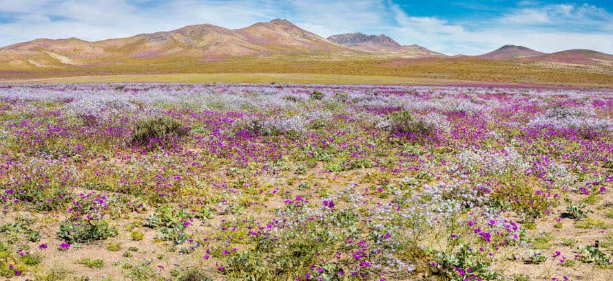 Deserto do Atacama florido com montanhas ao fundo
