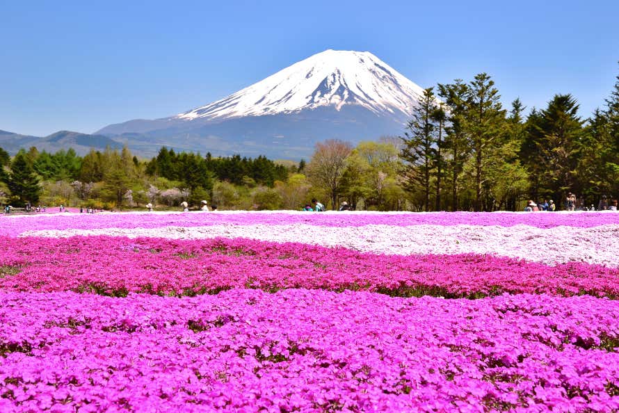 Tapete de flores na parte frontal da foto com árvores ao fundo e, mais atrás, o Monte Fuji coberto de neve