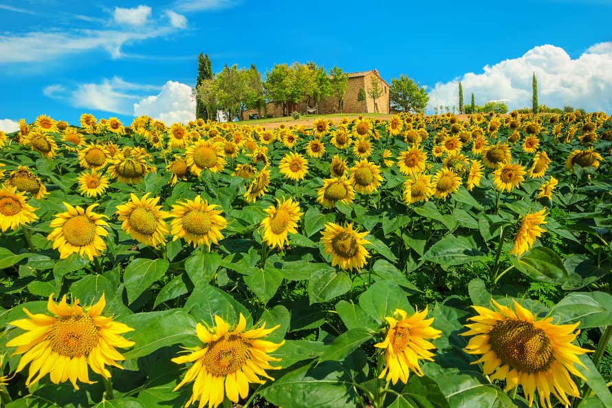 Campos coberto de girassóis com uma casa ao fundo em um dia de sol