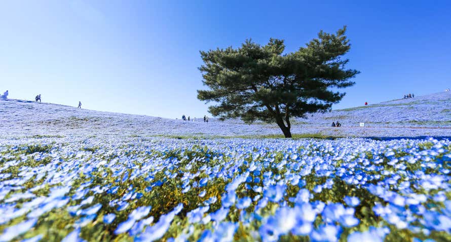 Campos de nemophilas, flores de tom azul, em Hitachi