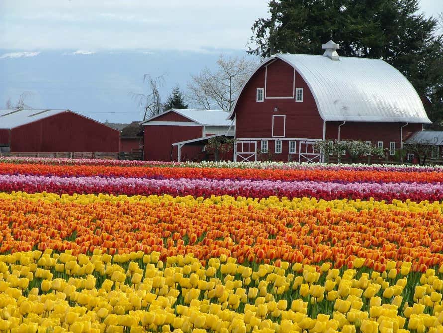 Campos de tulipas de diferentes tons no Vale Skagit