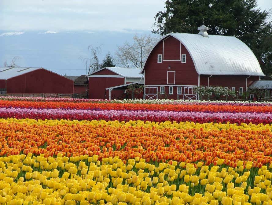 Campos de tulipanes en el Valle Skagit