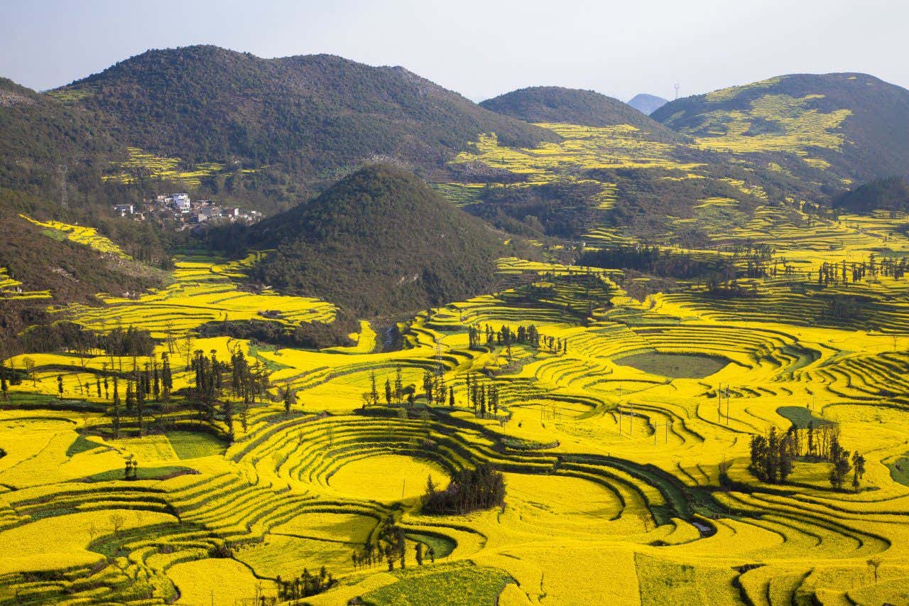 Les 10 champs de fleurs les plus spectaculaires du monde