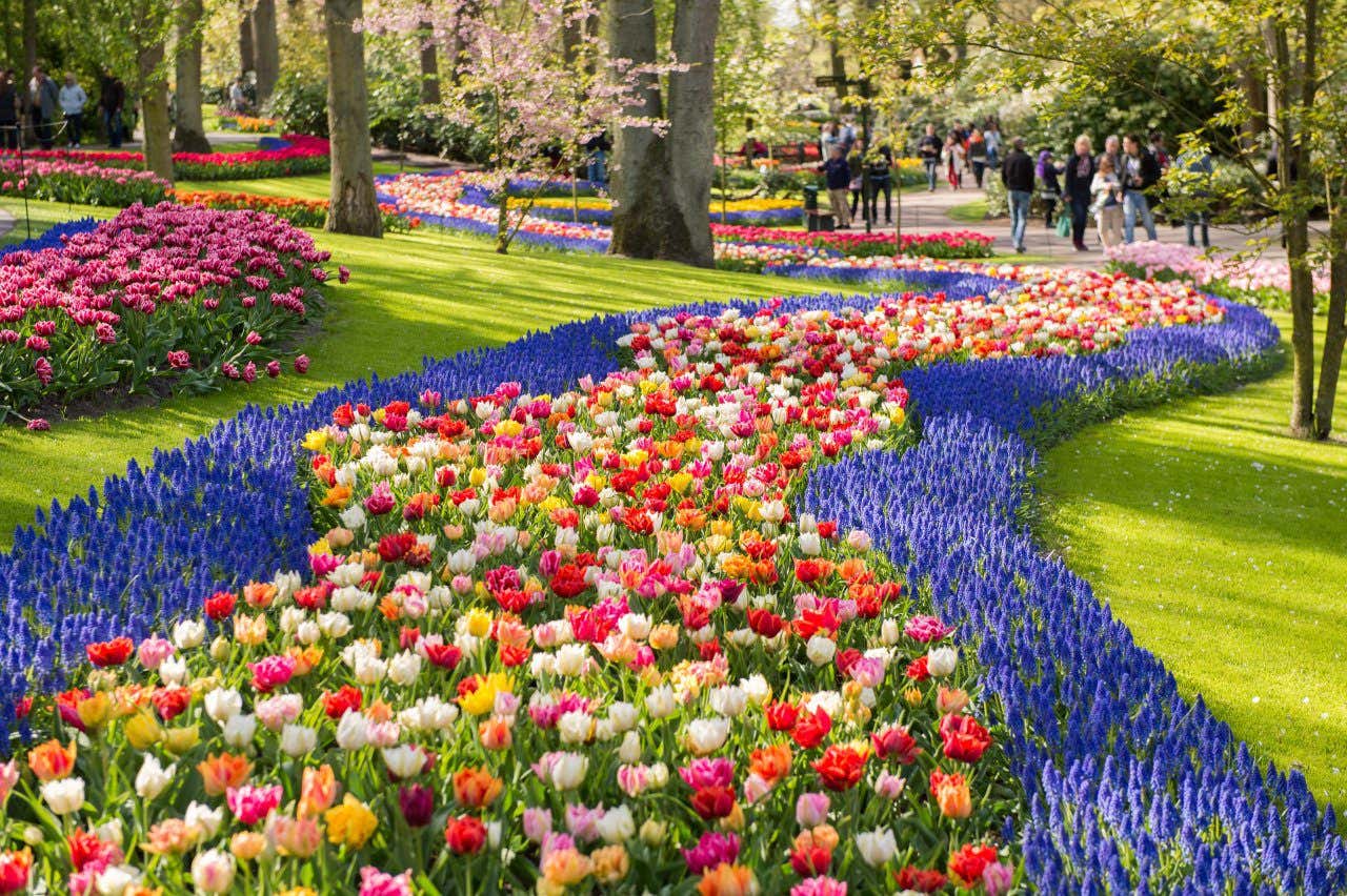 Les champs de fleurs les plus spectaculaires du monde - Civitatis