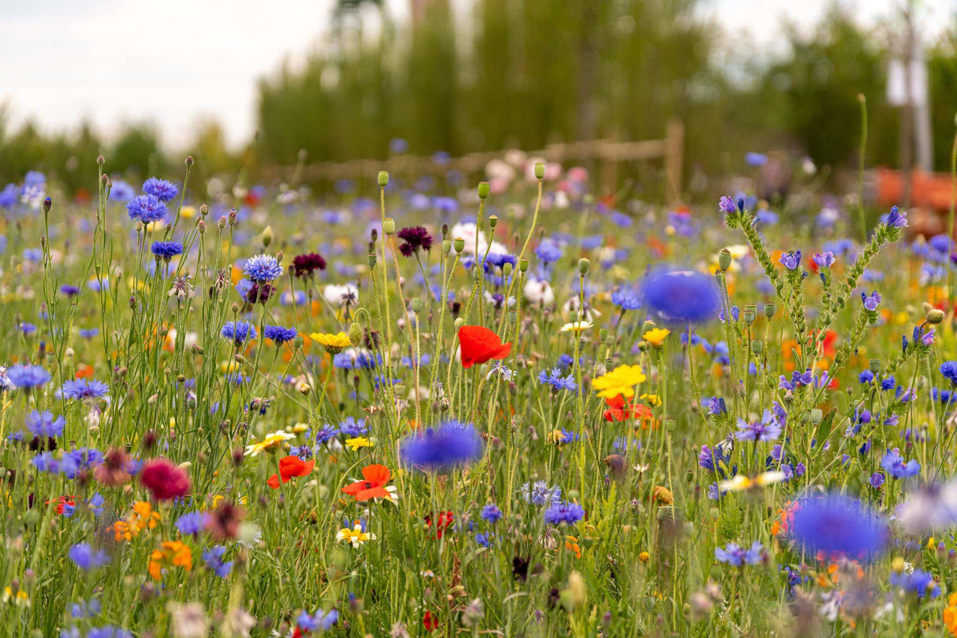 Les champs de fleurs les plus spectaculaires du monde - Civitatis