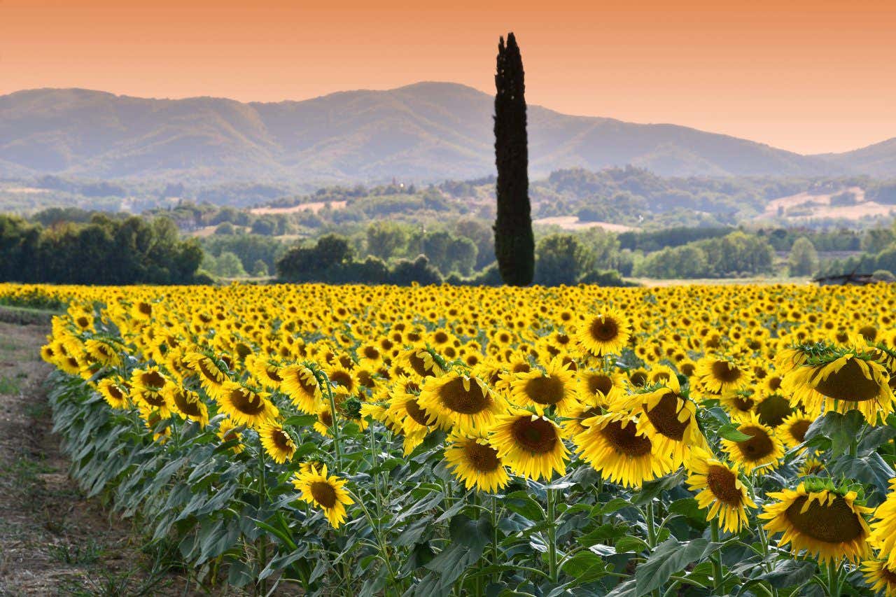 Les champs de fleurs les plus spectaculaires du monde - Civitatis