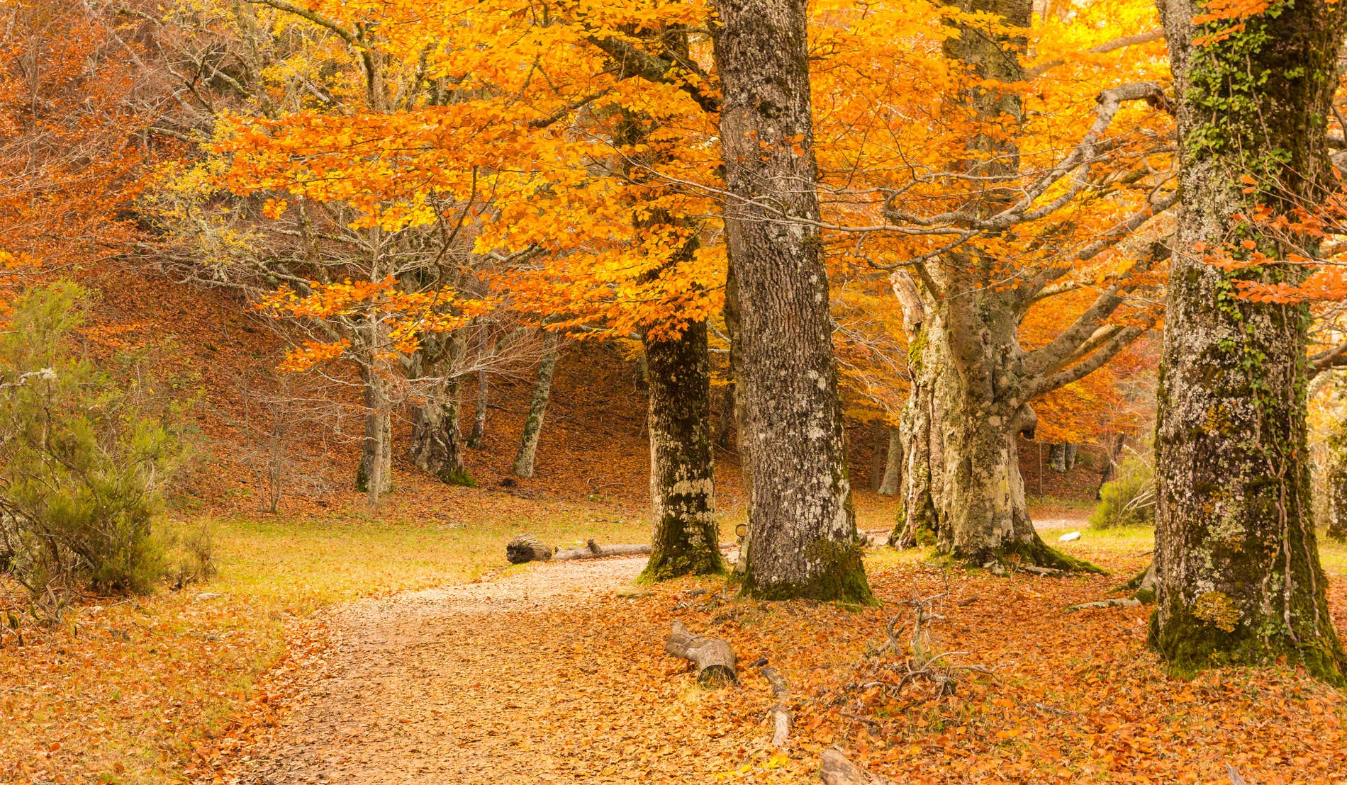 Bosque otoñal donde predominan las hojas de color marrón