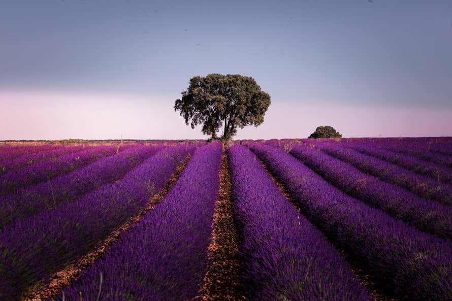 Campos de lavanda de Brihuega y un árbol