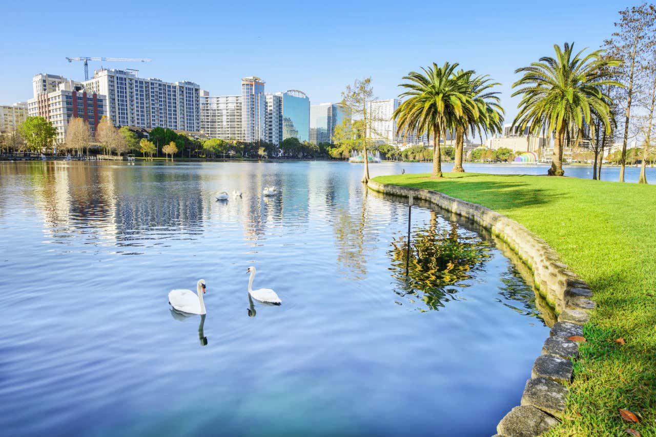 Dos cisnes en el Lake Eola Park de Orlando en un día soleado