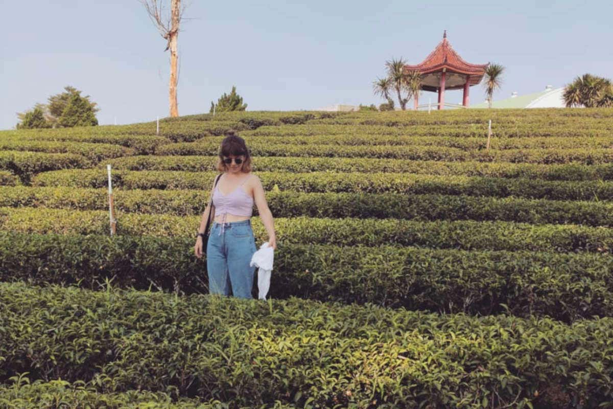 Paisaje de una plantación de té en Tailandia