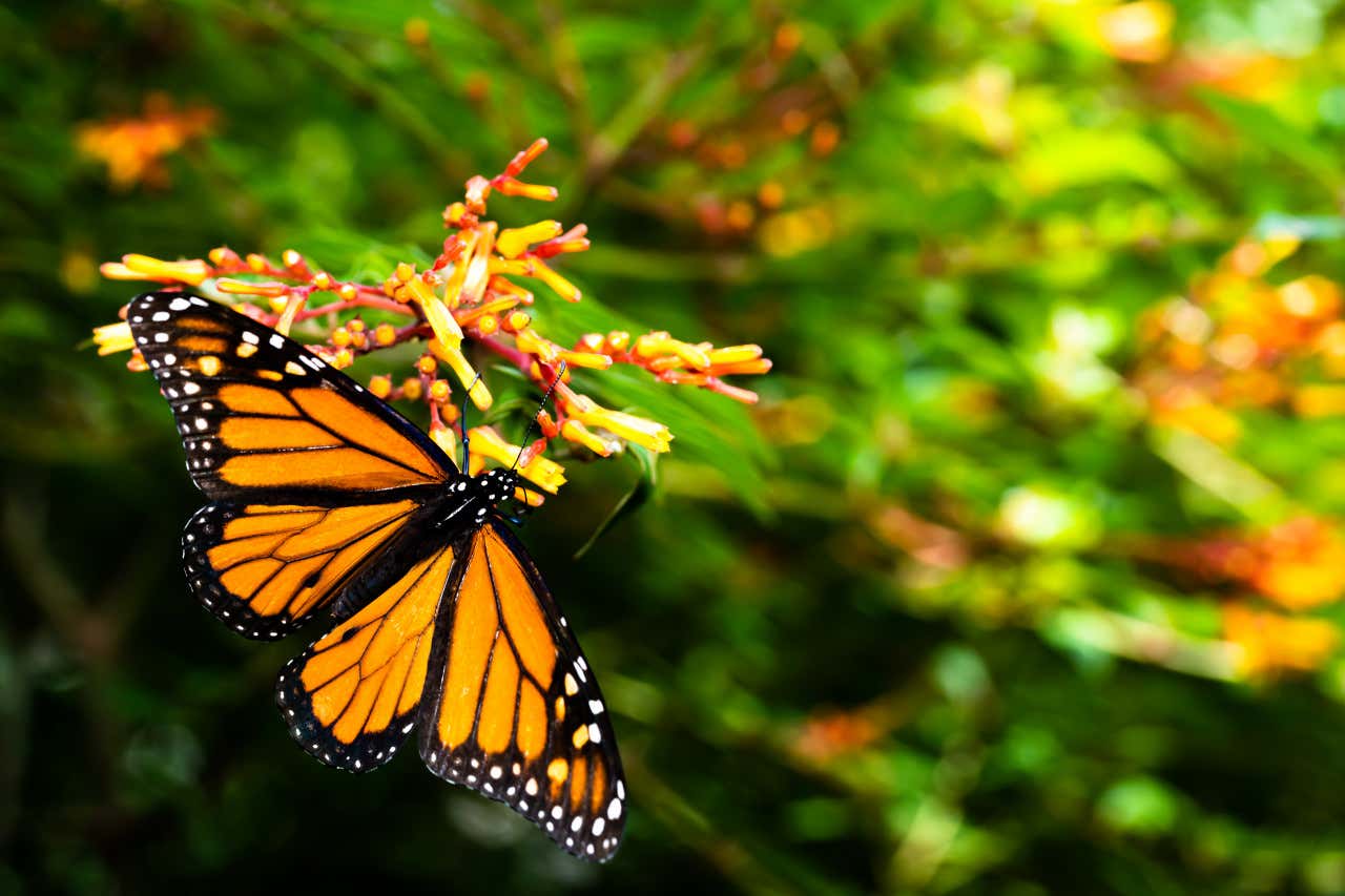 Un ejemplar de mariposa monarca en los Harry P. Leu Gardens 