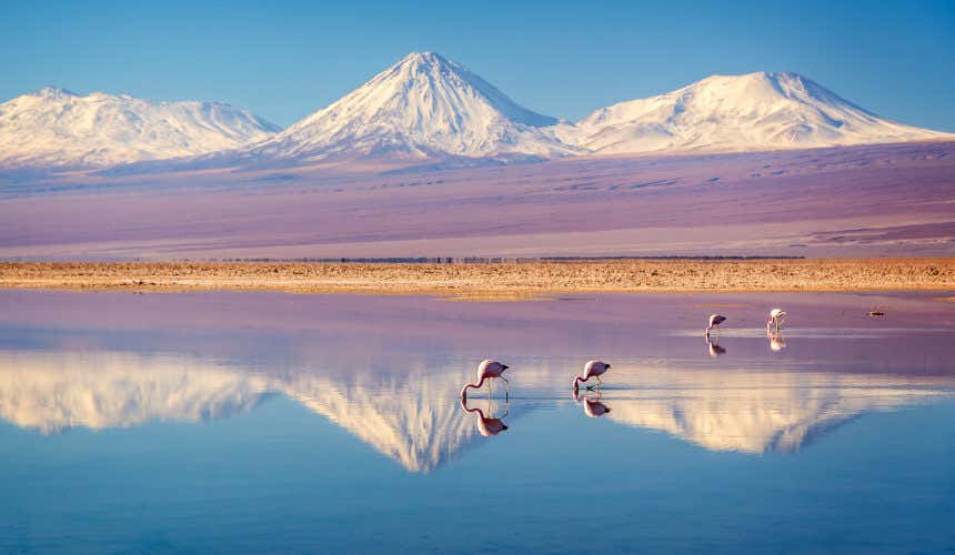 Four pink flamingos drinking from a lake with the snowy mountains of the Cordillera de la Sal in the background