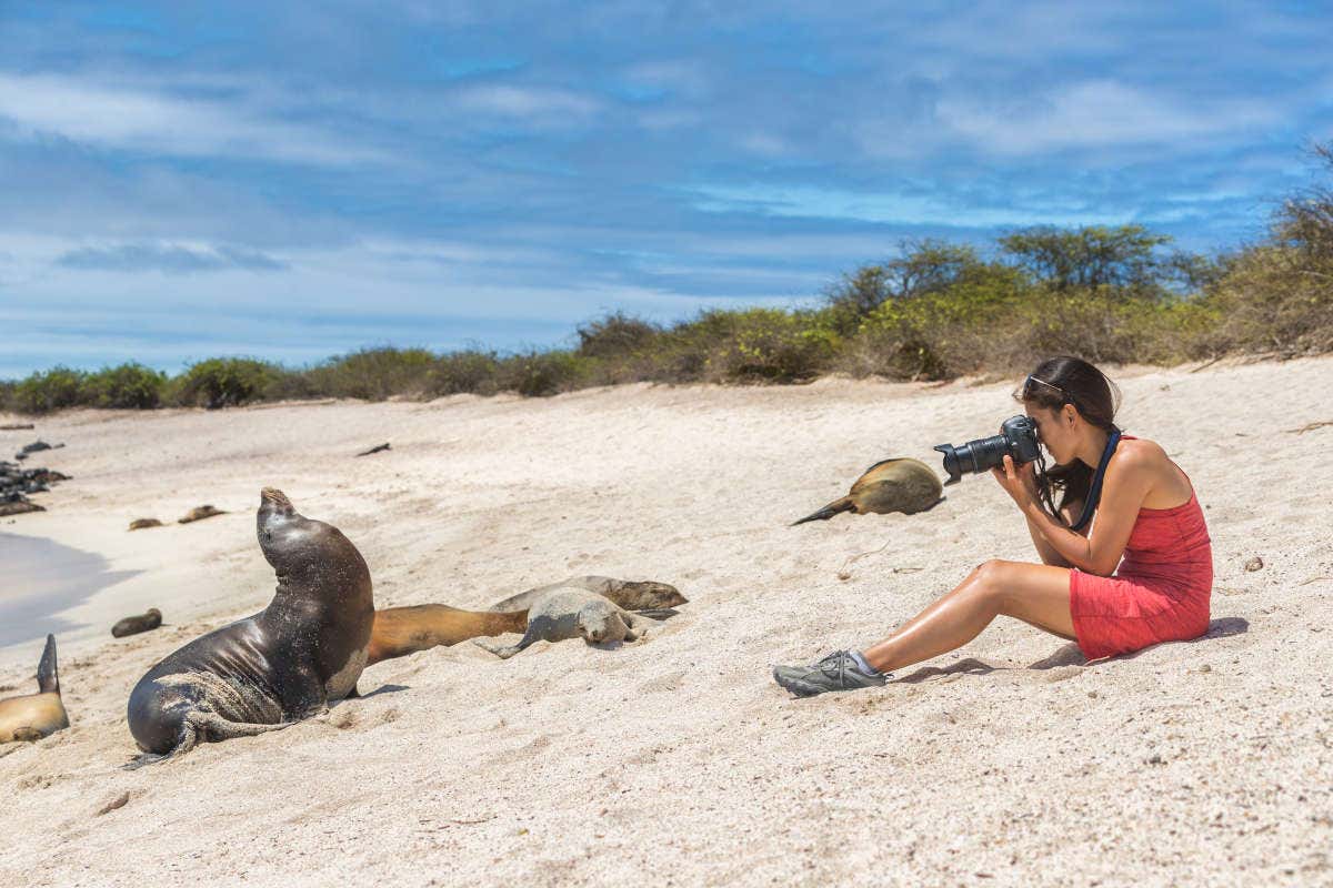 Una ragazza fotografa un leone marino sulla spiaggia di San Cristóbal mentre altri leoni marini riposano distesi sulla sabbia