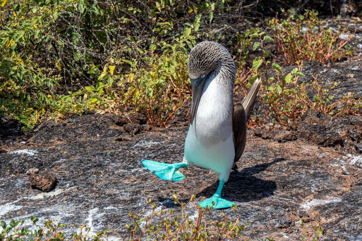 Una sula piediazzurri alle Galapagos mentre cammina su un terreno roccioso