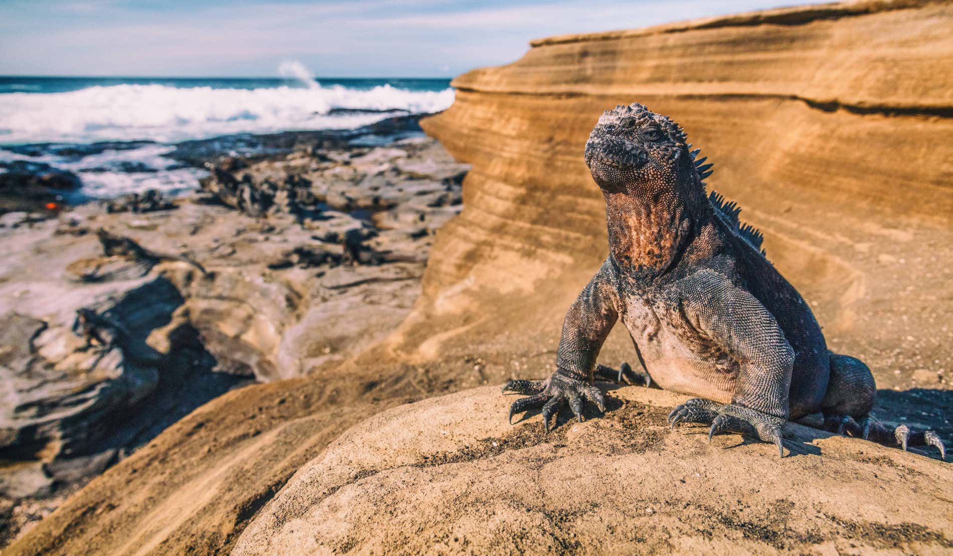 ¿Qué ver en las Islas Galápagos?