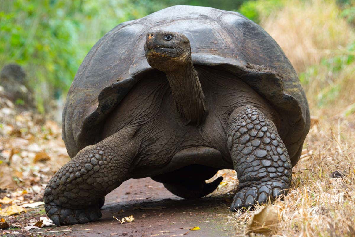 A giant tortoise walking along a muddy track in a nature reserve