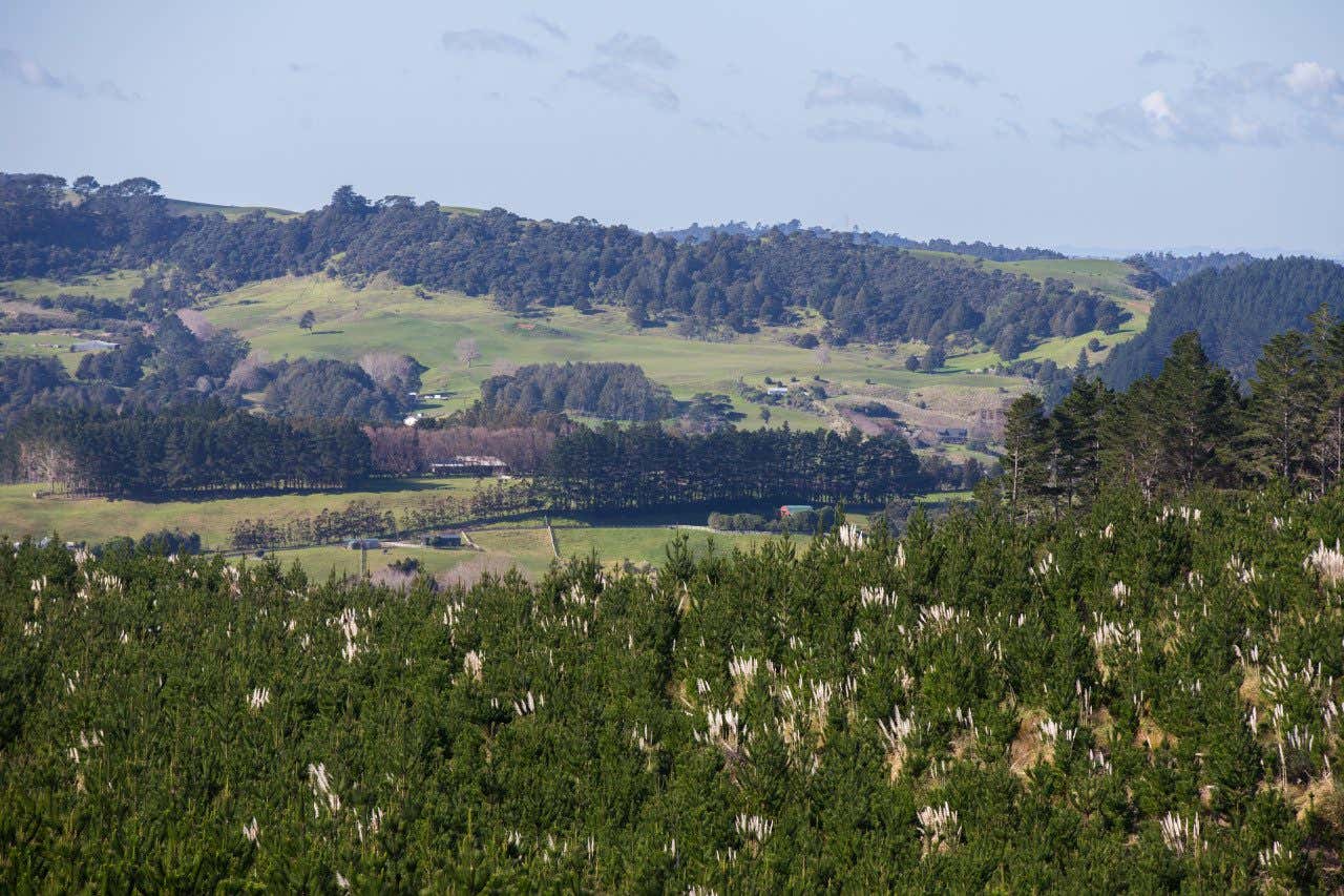 Panoramic of Woodhill Forest in New Zealand, green landscapes and fields in the background.
