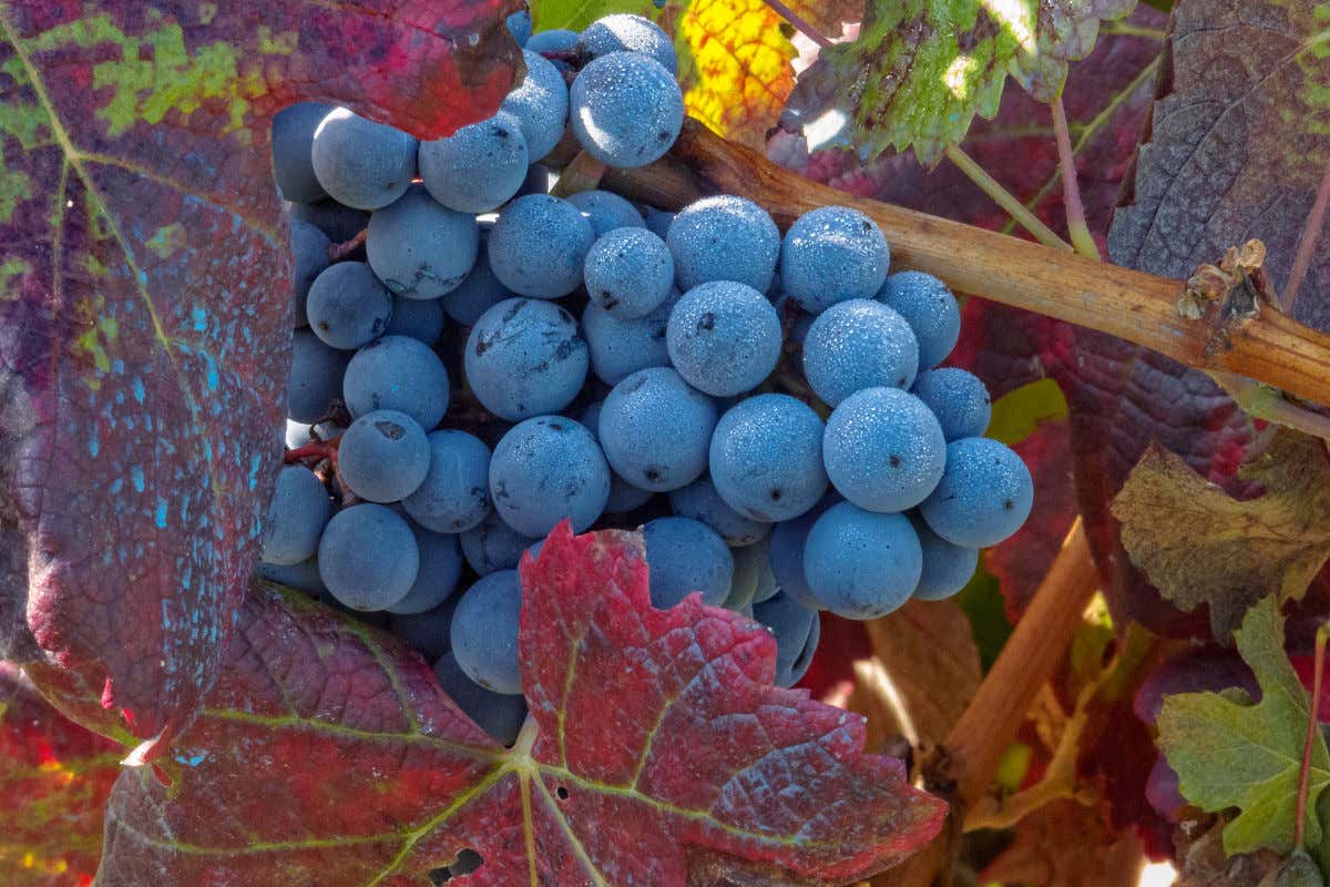 Un racimo de uvas de color morado o azul oscuro entre un grupo de hojas rojizas y amarillas de un viñedo