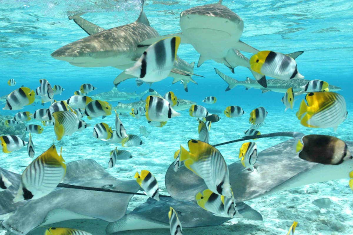 Divers poissons nageant dans les eaux cristallines de Bora Bora