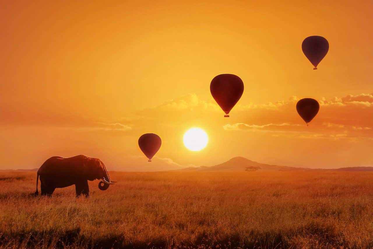 Quattro mongolfiere all'alba a Masai Mara con un elefante a sinistra