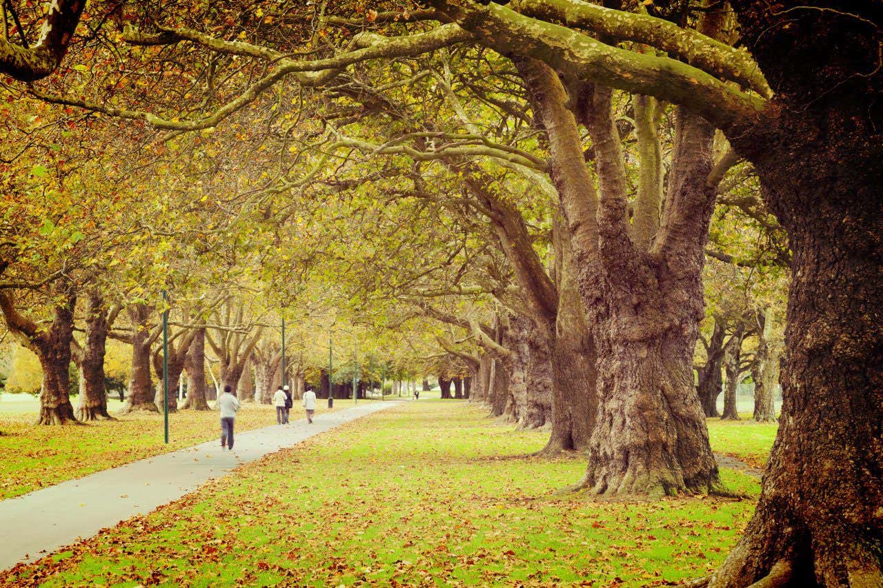 People strolling down a path lined with dense green trees in Hagley Park, Garden City or Christchurch, New Zealand