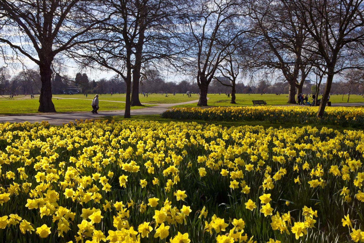Tulipanes en plena floración en Hyde Park, el parque perfecto para disfrutar de la primavera