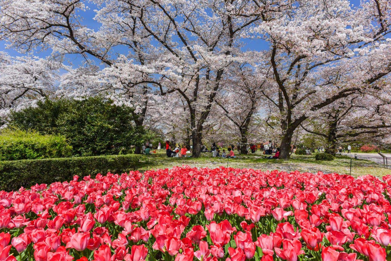 People practicing hanami, or picnicking beneath cherry trees in springtime, on a beautiful spring day in Kyoto, Japan