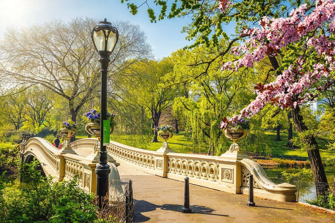 Bridge over a pond lined with willows and flowering cherry trees in Central Park, New York City