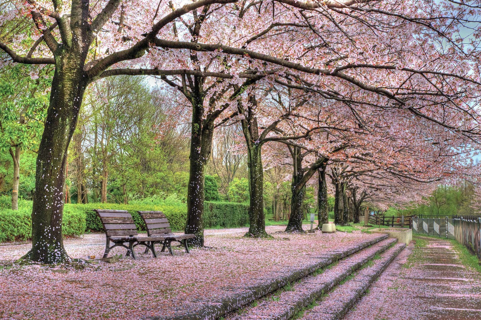 The most beautiful parks in the world to enjoy spring