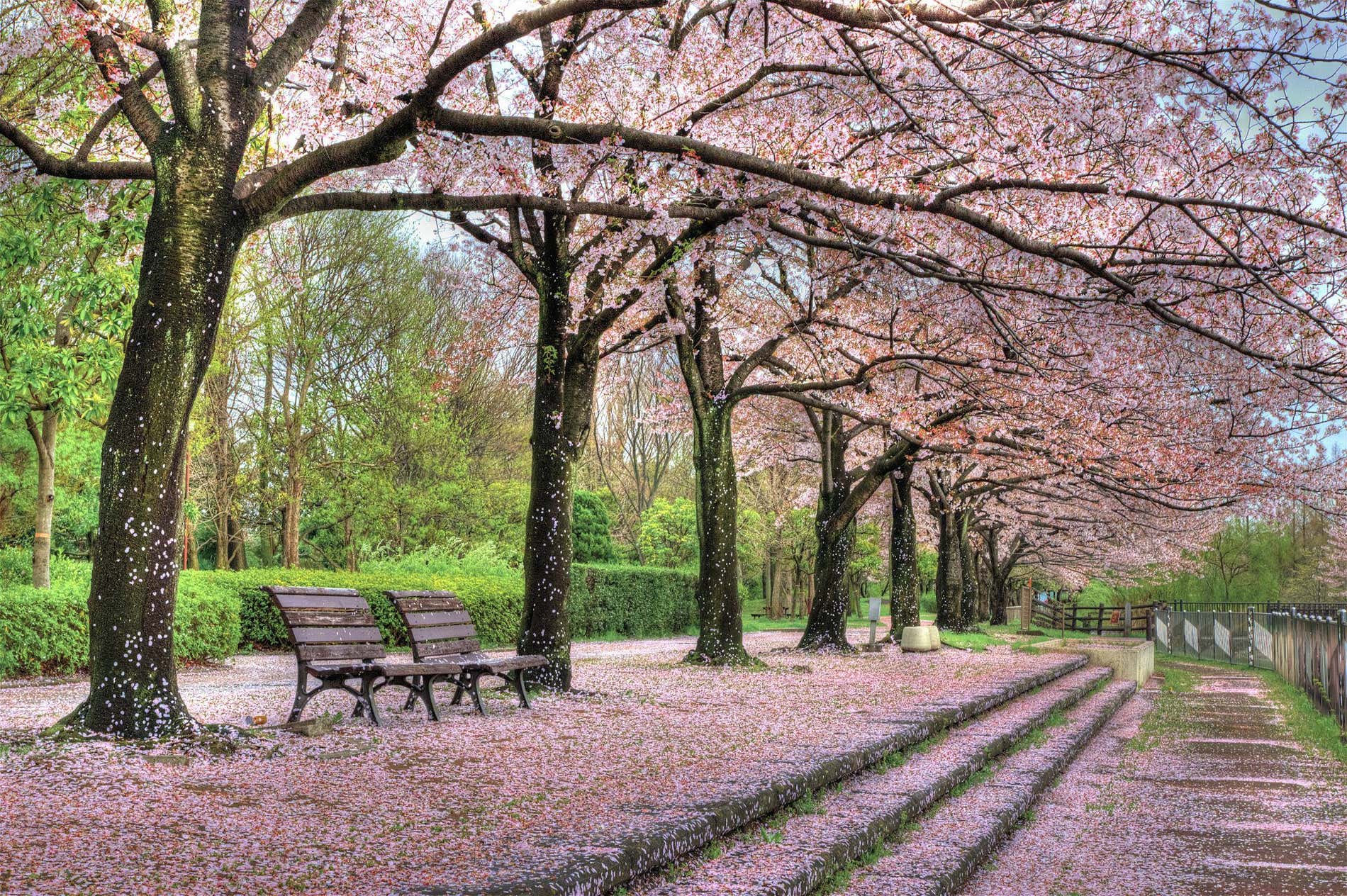 Spring in Tokyo: See Why it's the Most Beautiful Season