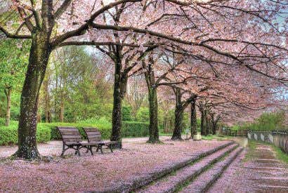 Los parques más bonitos del mundo para disfrutar de la primavera
