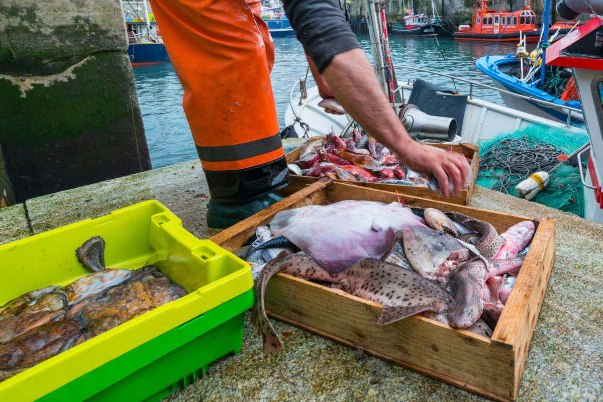 Pescado recién pescado en el puerto de Llanes