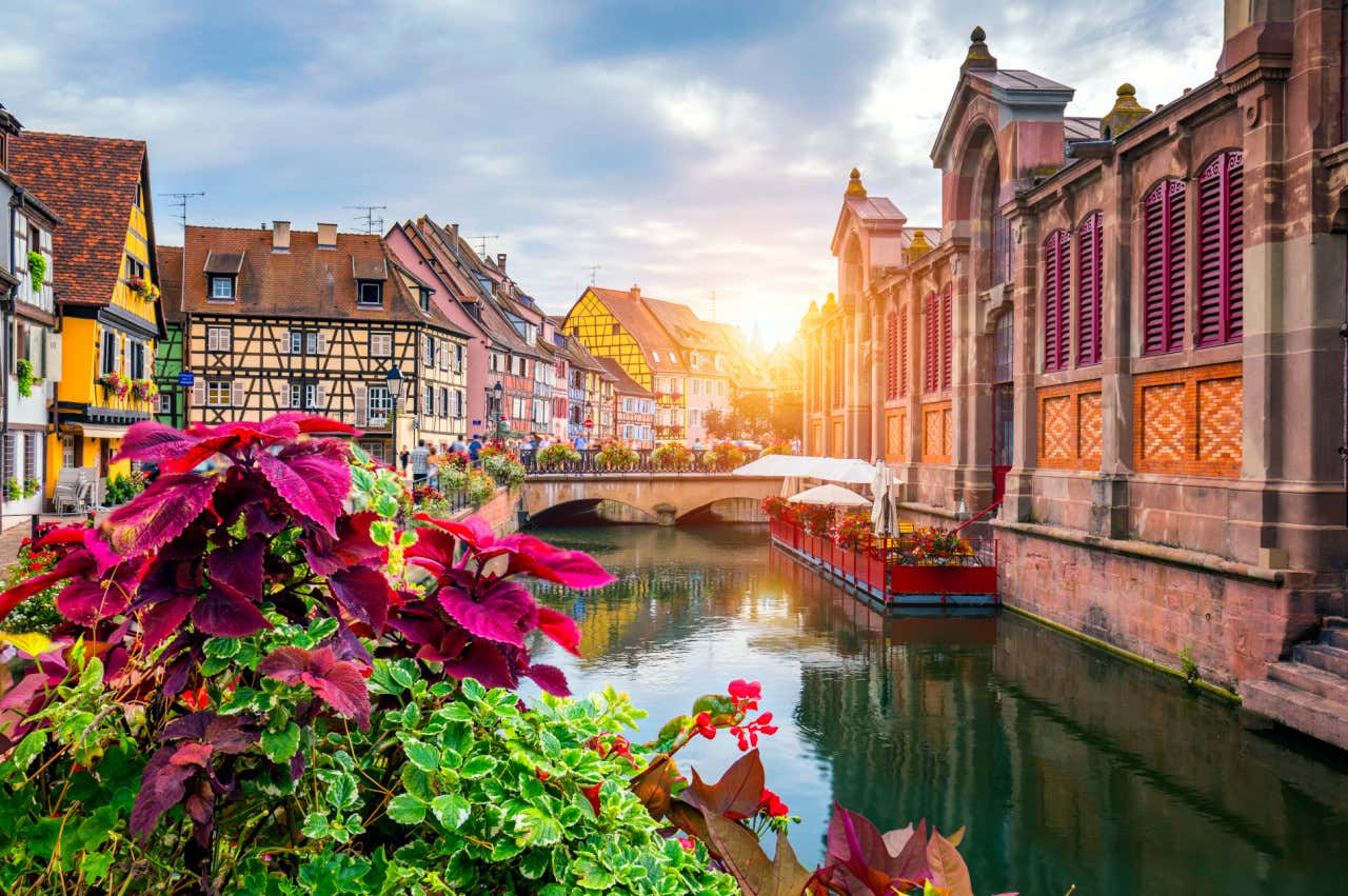 Il canale di un fiume che attraversa il centro storico di Colmar in Alsazia. Tutto intorno al canale ci sono le case medievali tipiche dell'Alsazia, con tetti a spiovente e facciate segnate da travi di legno. In primo piano una pianta con fiori