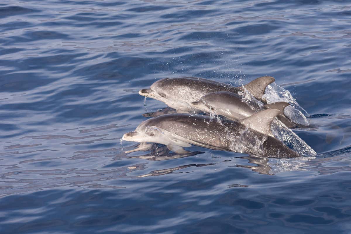 Tres delfines nadando en las aguas del océano Atlántico