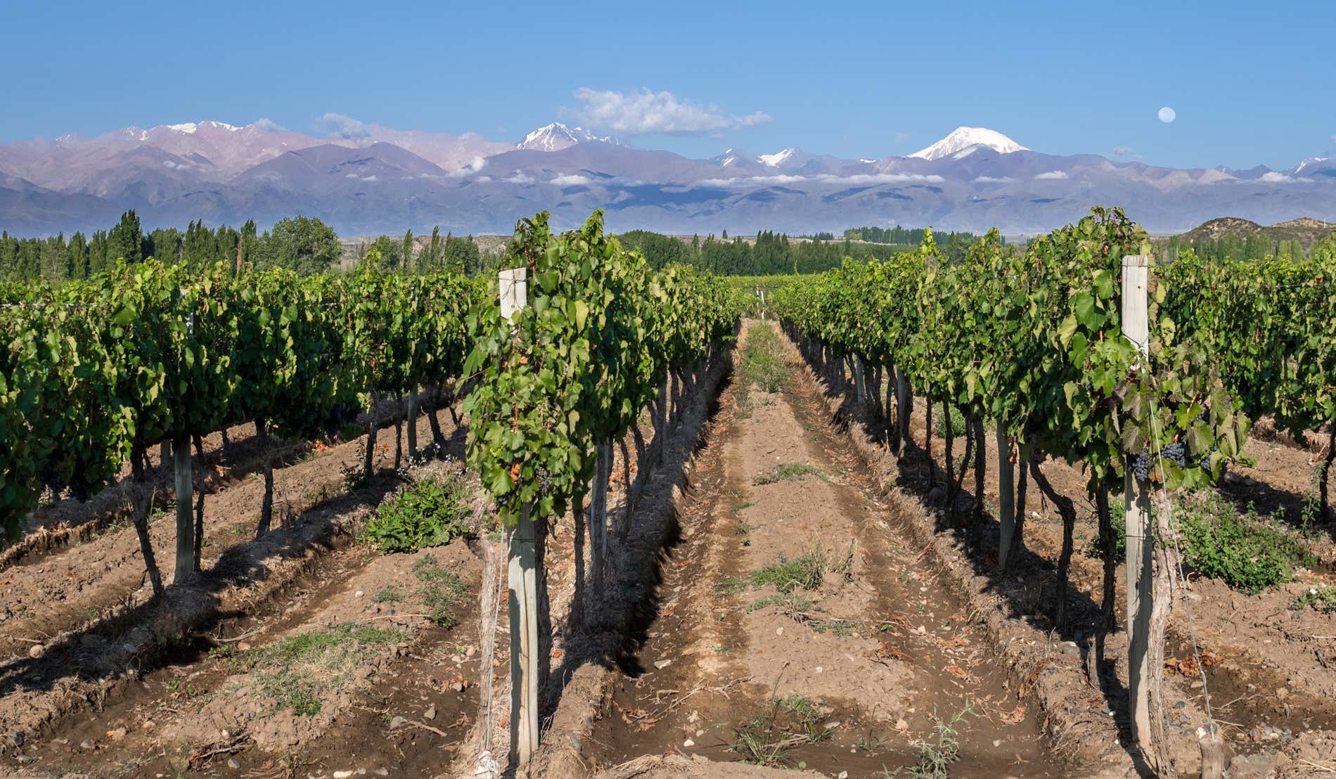 As melhores vinícolas de Mendoza