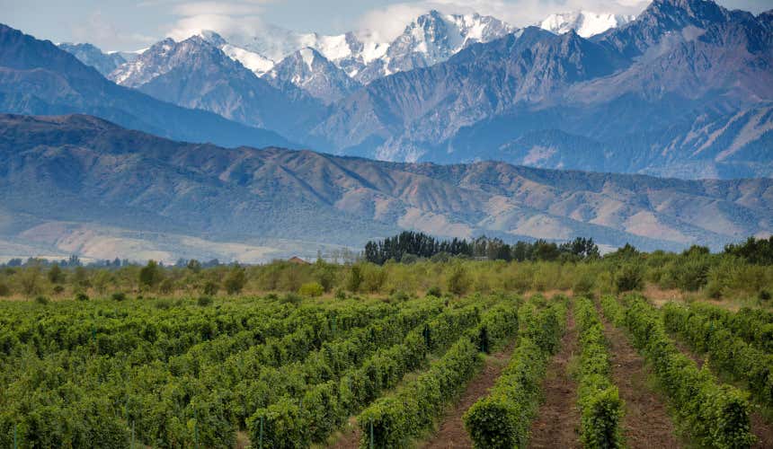 Montanhas atrás dos vinhedos da vinícola argentina Terrazas de los Andes