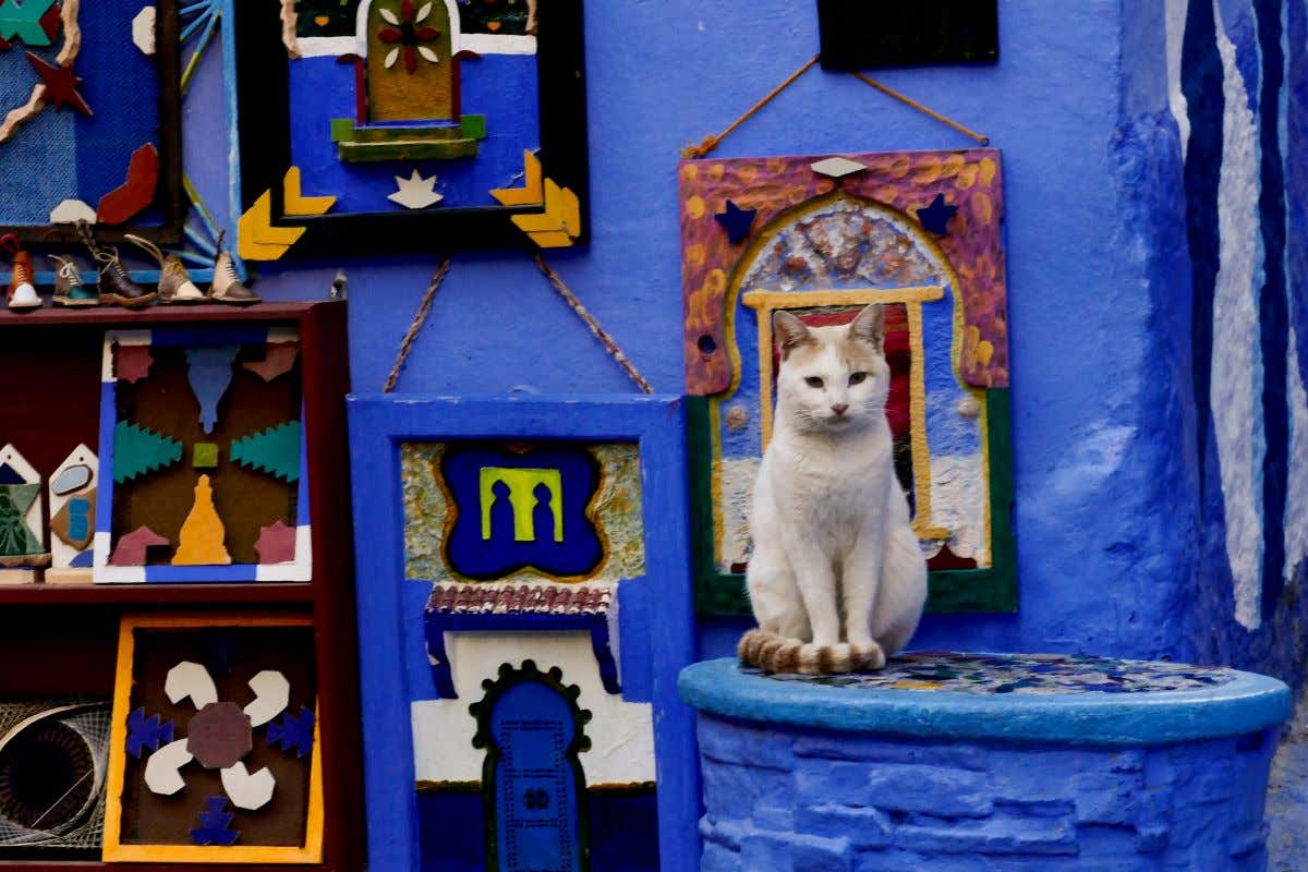 Un gatito en primer plano frente a una fachada de color azul en Chefchaouen
